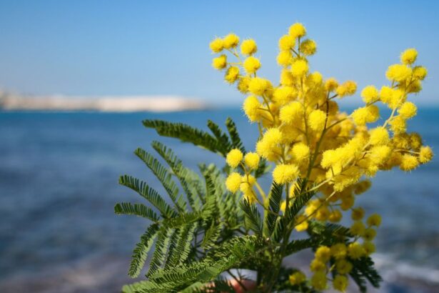 mimosa sul mare