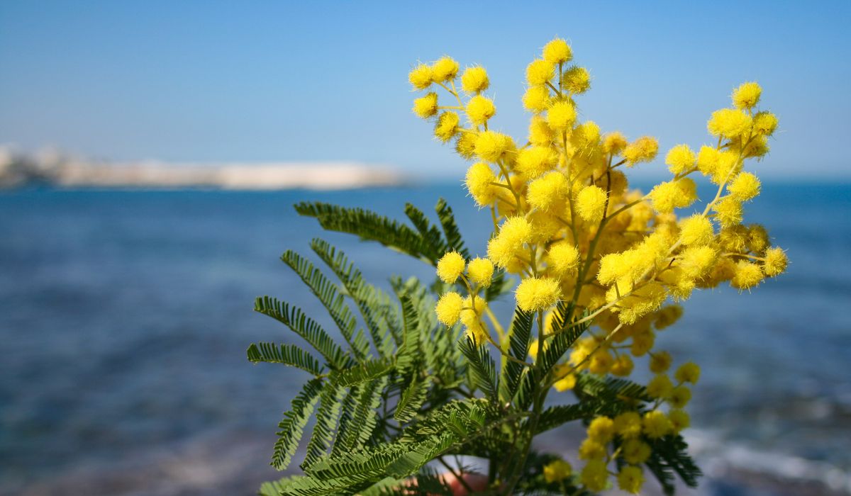 mimosa sul mare